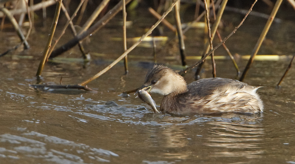 Tachybabtus ruficollis Dodaars Little Grebe